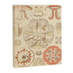 Jellyfish by Ernst Haeckel from his monograph of deep-sea medusae (1879) Canvas Print Gallery Image 6