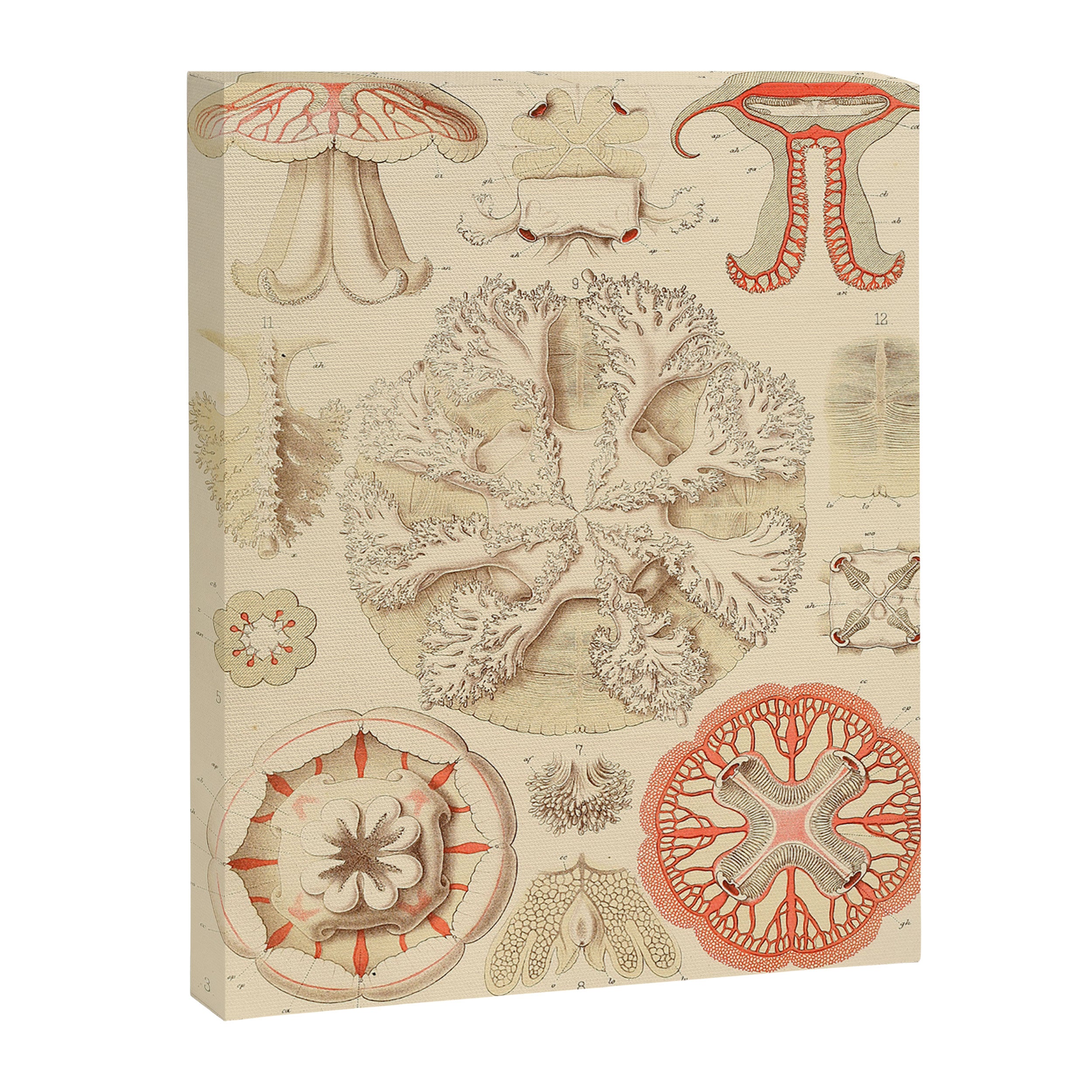 Jellyfish by Ernst Haeckel from his monograph of deep-sea medusae (1879) Canvas Print Gallery Image 6