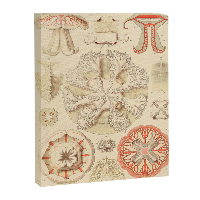 Jellyfish by Ernst Haeckel from his monograph of deep-sea medusae (1879) Canvas Print Gallery Image 1