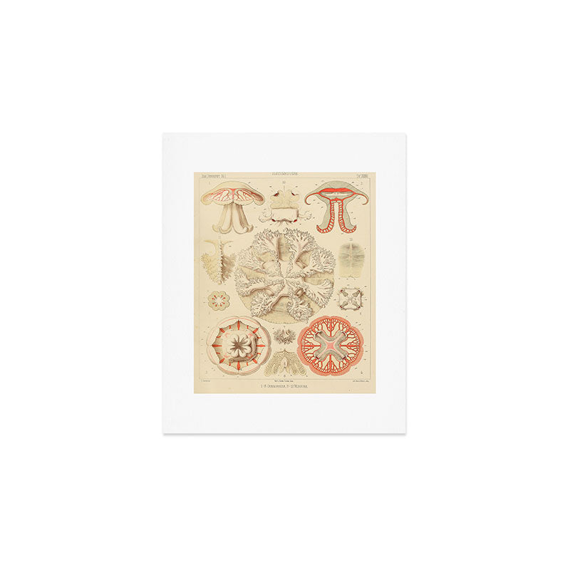 Jellyfish by Ernst Haeckel from his monograph of deep-sea medusae (1879) Art Print Gallery Image 1