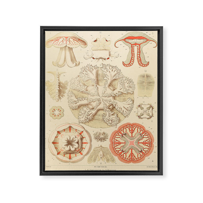 Jellyfish by Ernst Haeckel from his monograph of deep-sea medusae (1879) Framed Canvas Print Gallery Image 6