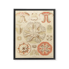 Jellyfish by Ernst Haeckel from his monograph of deep-sea medusae (1879) Framed Canvas Print Gallery Image 6