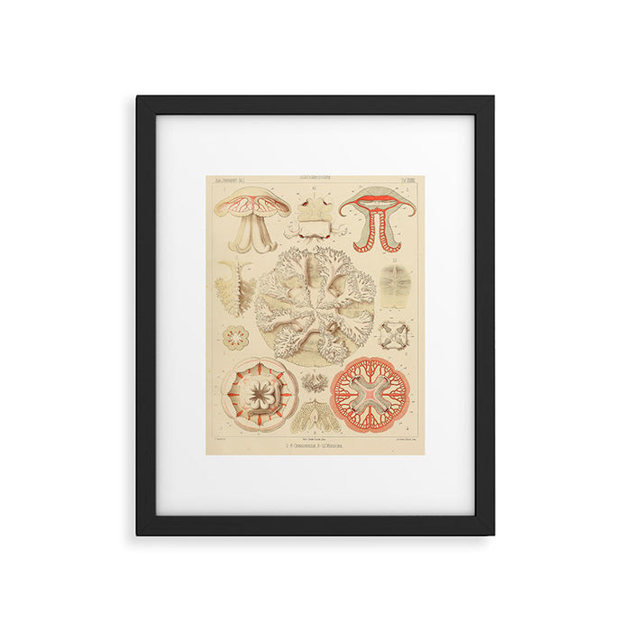 Jellyfish by Ernst Haeckel from his monograph of deep-sea medusae (1879) Framed Art Print Gallery Image 1