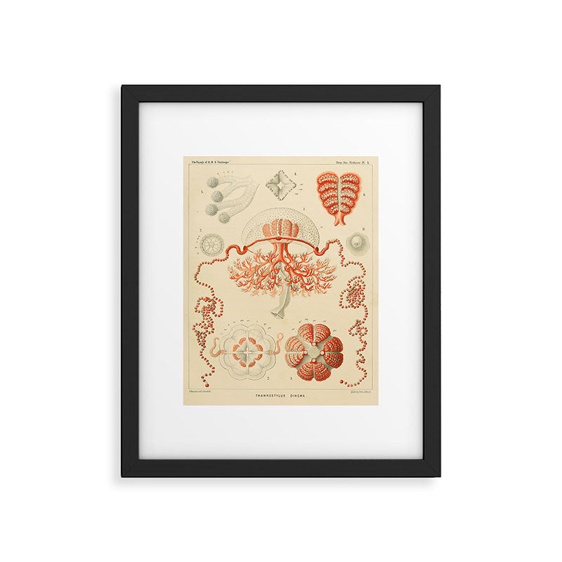 Jellyfish by Ernst Haeckel from his monograph of deep-sea medusae (1879) Framed Art Print Gallery Image 5