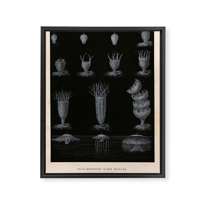 Jellyfish development from "Le Monde de la Mer," 1866 (benefitting The Nature Conservancy) Framed Canvas Print Gallery Image 1