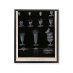 Jellyfish development from "Le Monde de la Mer," 1866 (benefitting The Nature Conservancy) Framed Canvas Print Gallery Image 6