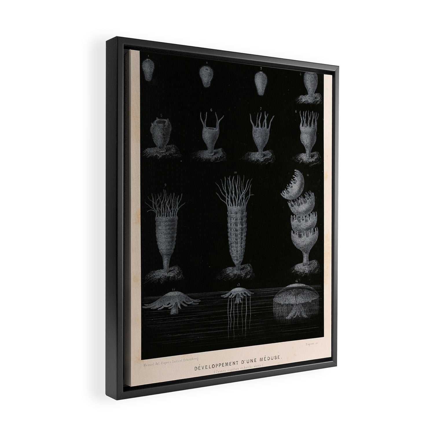 Jellyfish development from "Le Monde de la Mer," 1866 (benefitting The Nature Conservancy) Framed Canvas Print Gallery Image 2