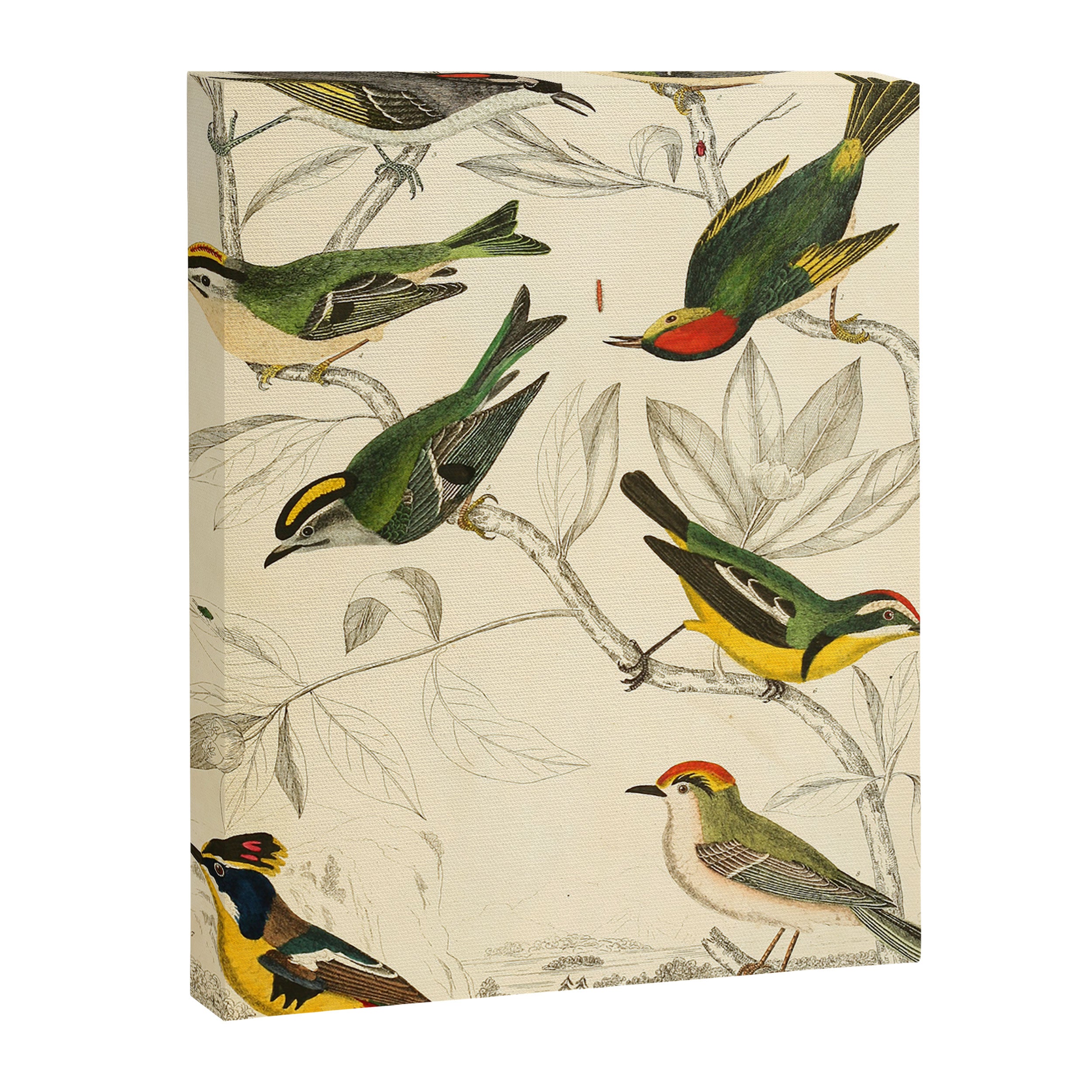 Kinglets from The Edinburgh Journal, 1835 (benefitting The Nature Conservancy) Canvas Print Gallery Image 6