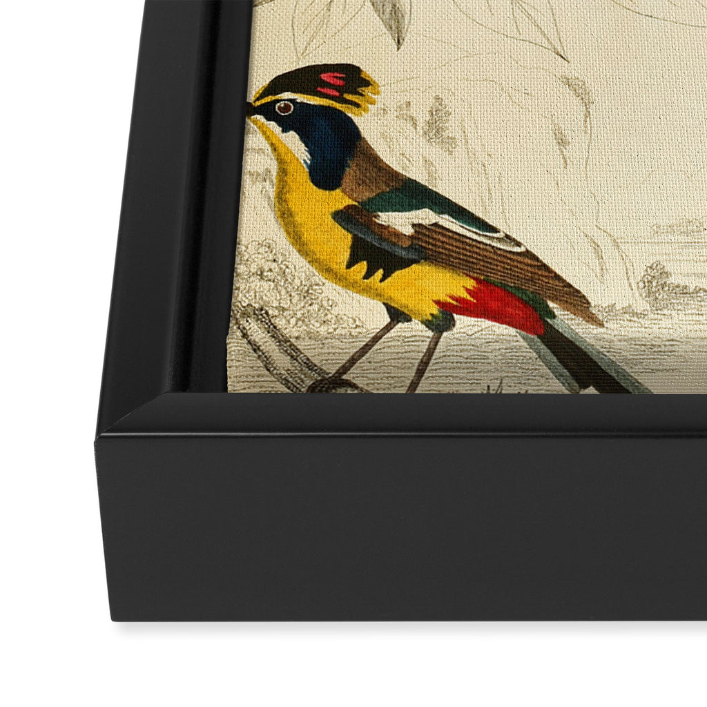 Kinglets from The Edinburgh Journal, 1835 (benefitting The Nature Conservancy) Framed Canvas Print Gallery Image 3