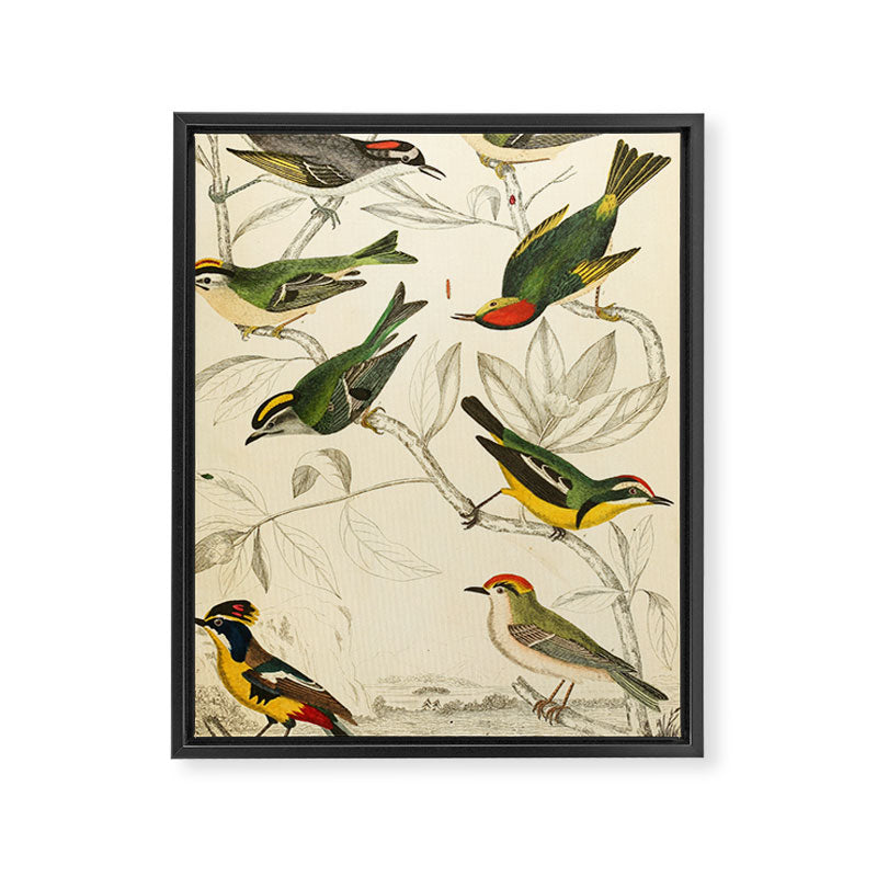 Kinglets from The Edinburgh Journal, 1835 (benefitting The Nature Conservancy) Framed Canvas Print Gallery Image 6