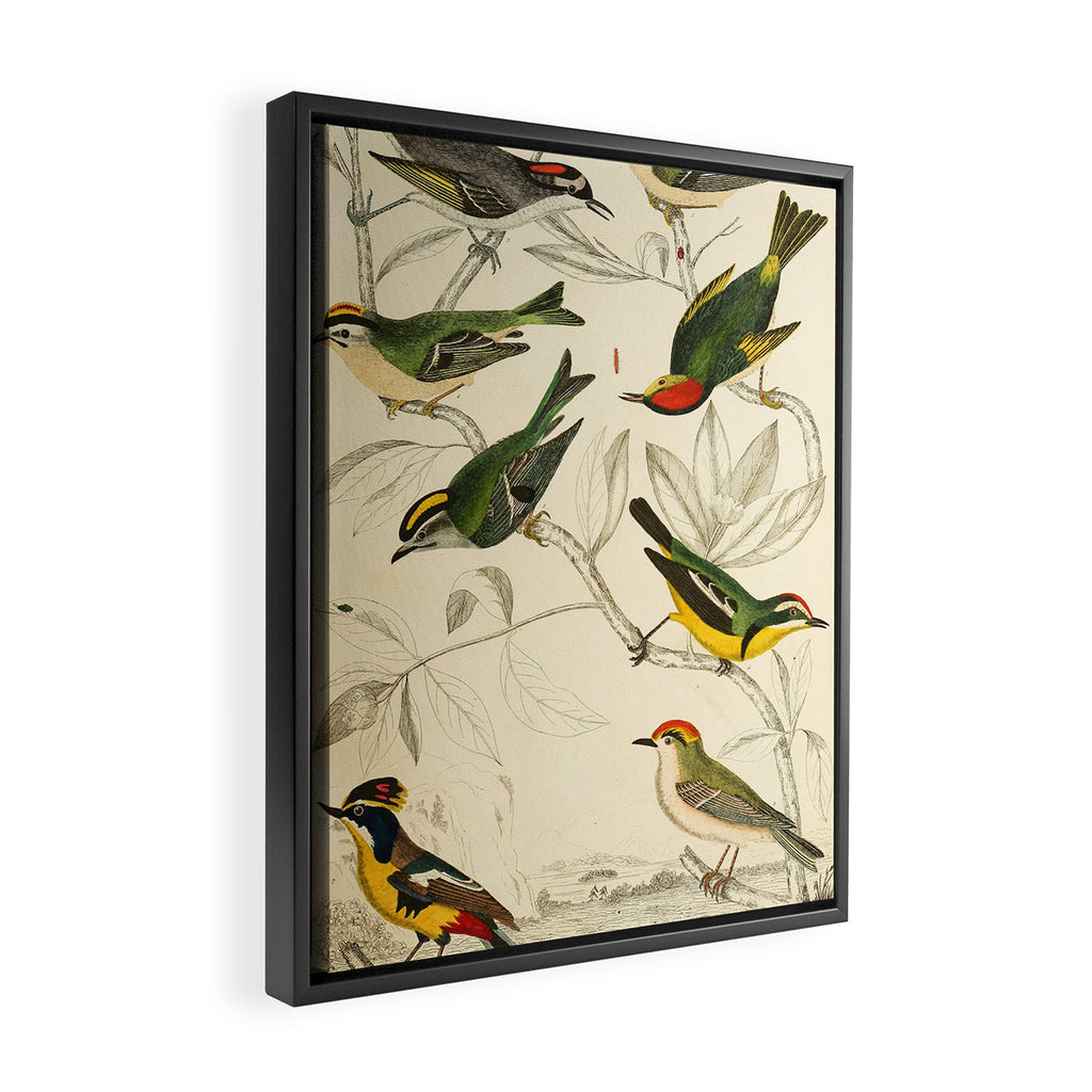 Kinglets from The Edinburgh Journal, 1835 (benefitting The Nature Conservancy) Framed Canvas Print Gallery Image 2