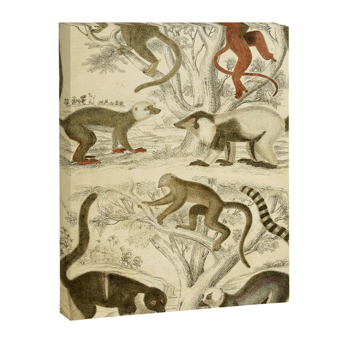 Lemurs from "The Edinburgh Journal" (1835) Canvas Print Gallery Image 1