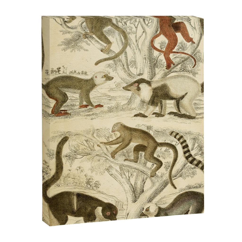 Lemurs from "The Edinburgh Journal" (1835) Canvas Print Gallery Image 6