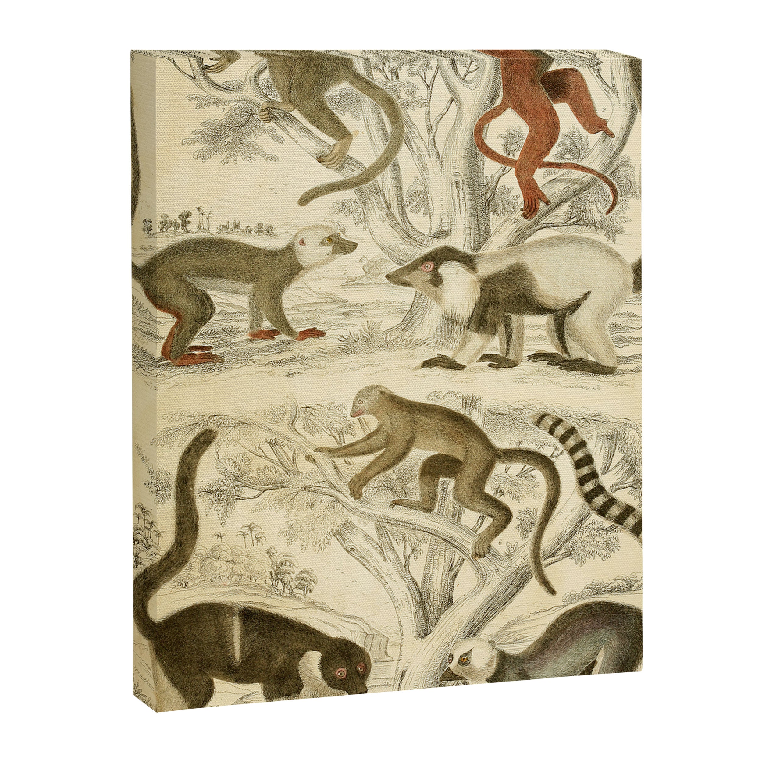 Lemurs from "The Edinburgh Journal" (1835) Canvas Print Gallery Image 6