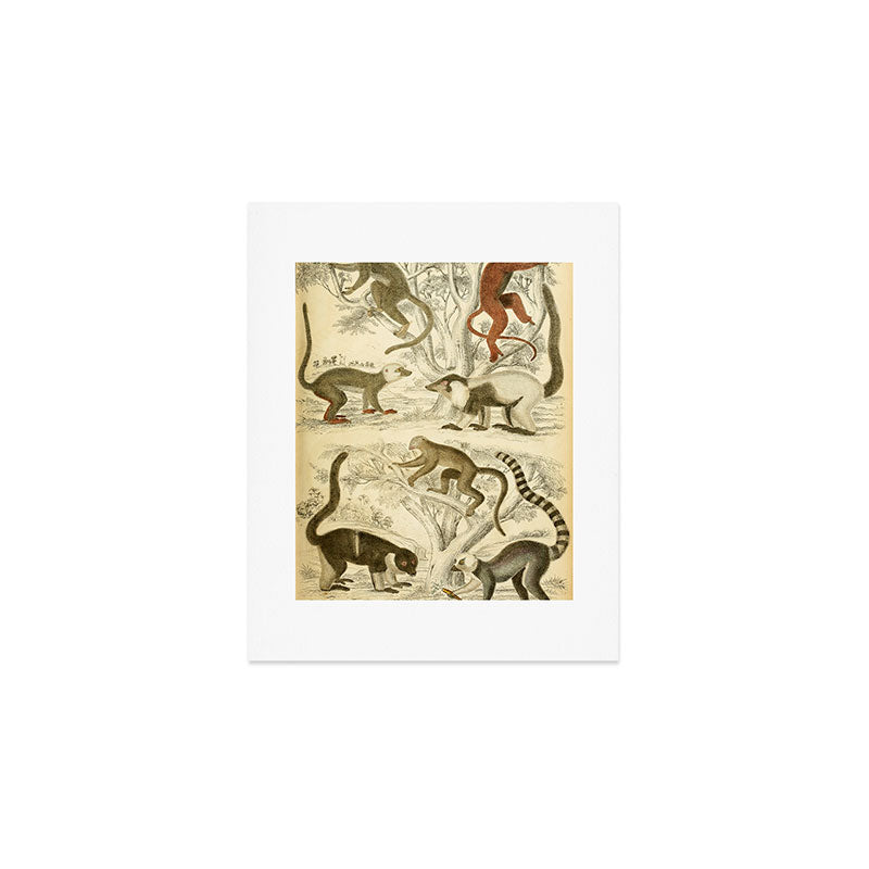 Lemurs from "The Edinburgh Journal" (1835) Art Print Gallery Image 1