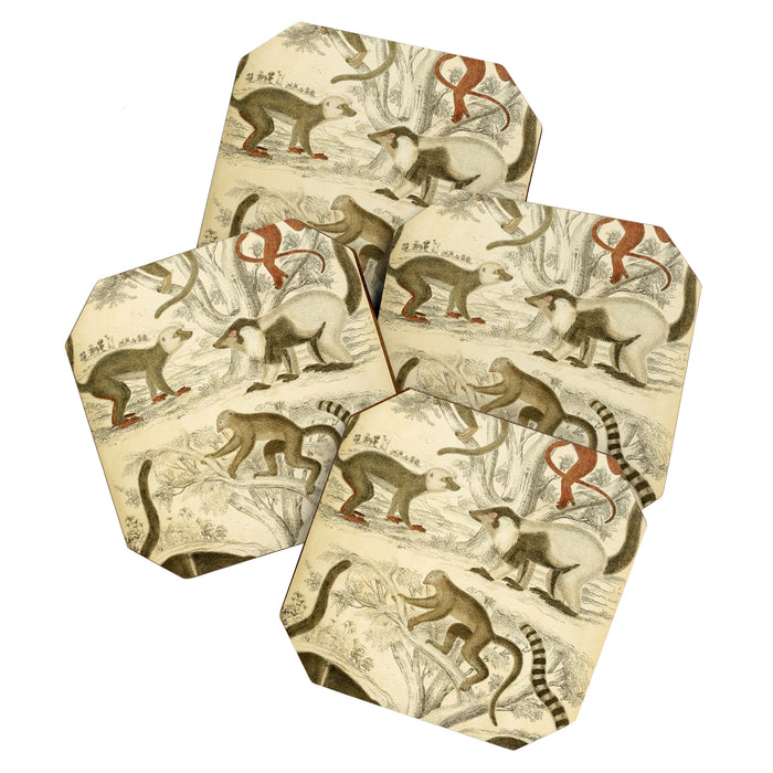 Lemurs from "The Edinburgh Journal" (1835) Coaster Gallery Image 1