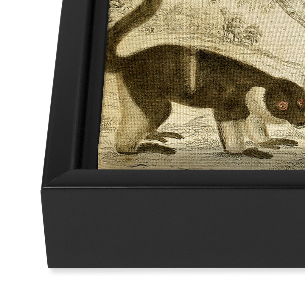 Lemurs from "The Edinburgh Journal" (1835) Framed Canvas Print Gallery Image 3