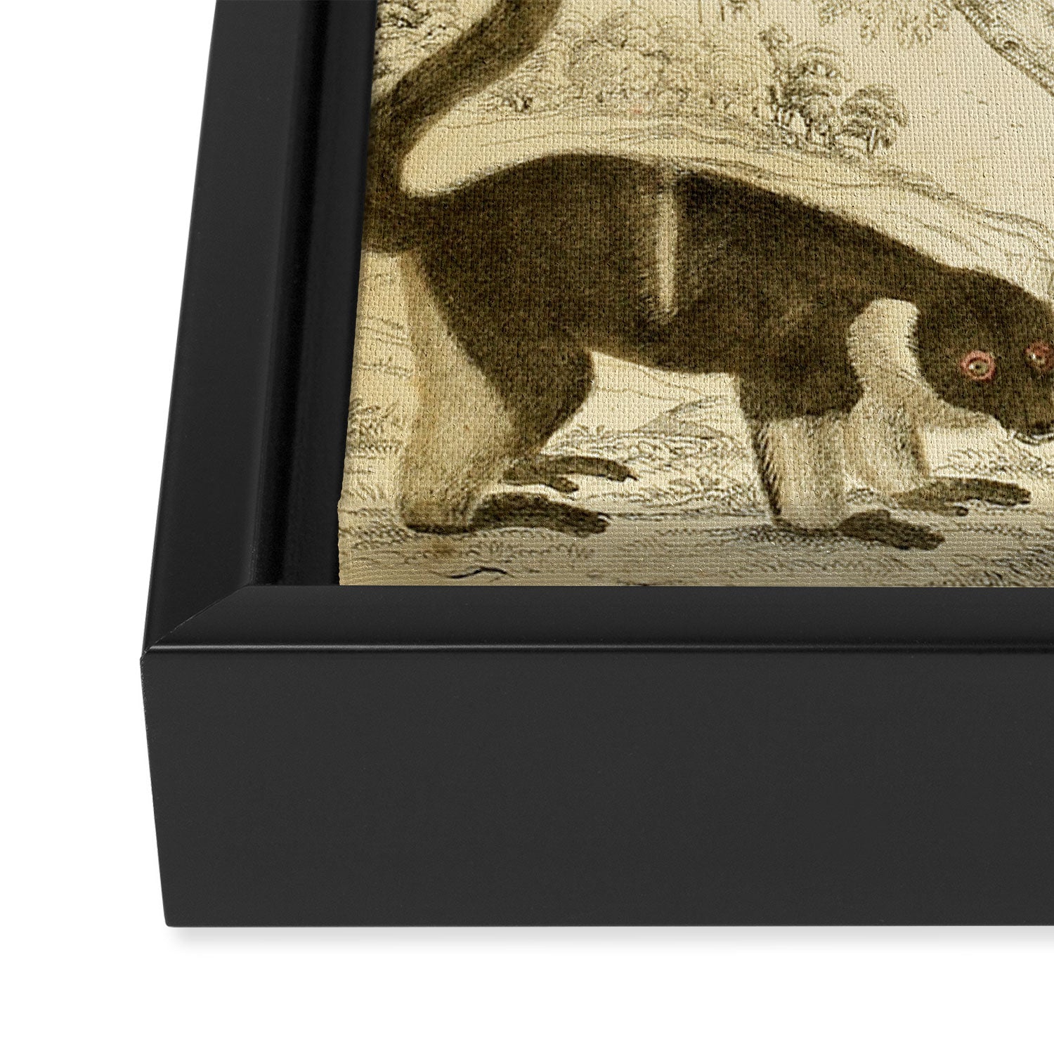 Lemurs from "The Edinburgh Journal" (1835) Framed Canvas Print Gallery Image 3