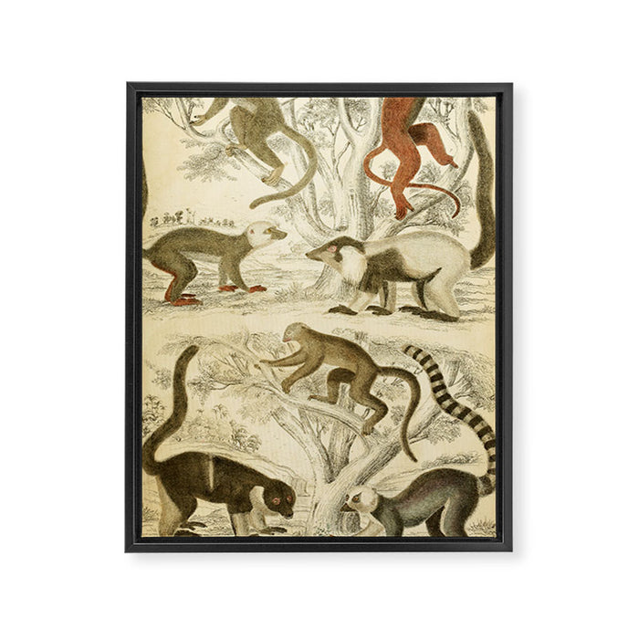 Lemurs from "The Edinburgh Journal" (1835) Framed Canvas Print Gallery Image 1