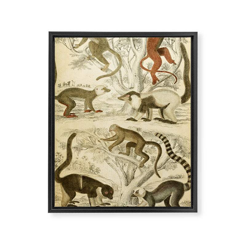 Lemurs from "The Edinburgh Journal" (1835) Framed Canvas Print Gallery Image 6