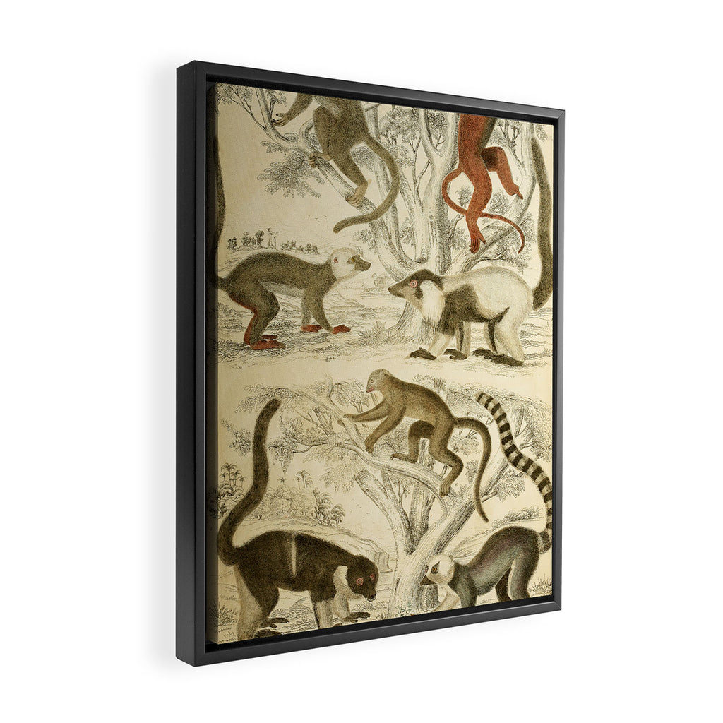 Lemurs from "The Edinburgh Journal" (1835) Framed Canvas Print Gallery Image 2