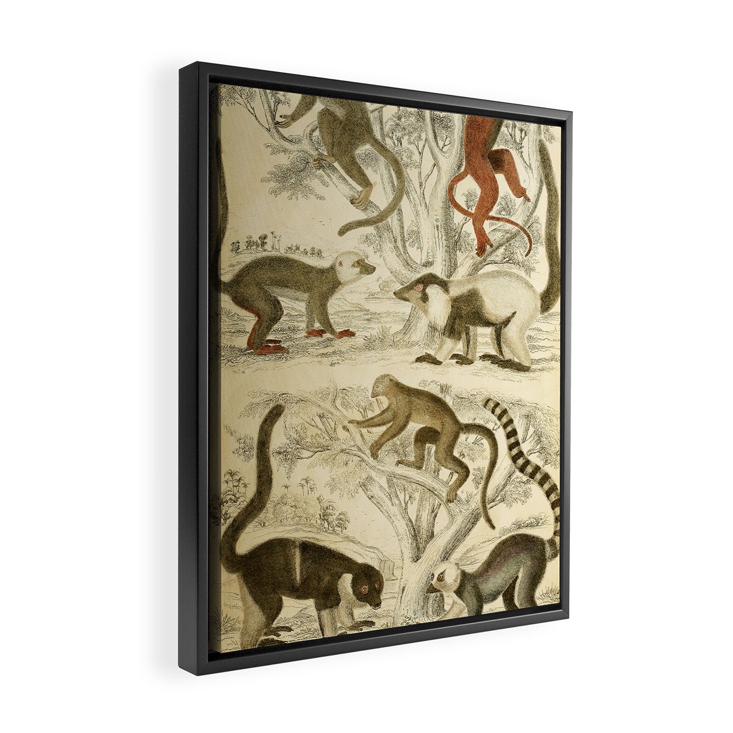 Lemurs from "The Edinburgh Journal" (1835) Framed Canvas Print Gallery Image 2