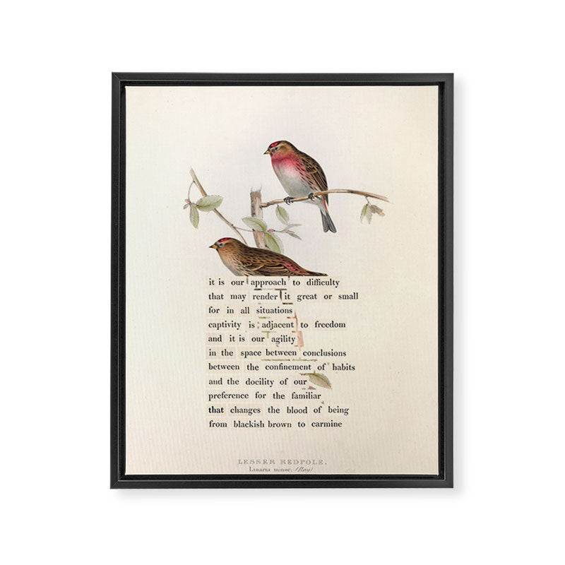 Lesser Redpole Divination from # An Almanac of Birds # Divinations for Uncertain Days Framed Canvas Print Gallery Image 6