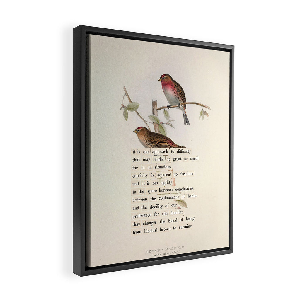 Lesser Redpole Divination from # An Almanac of Birds # Divinations for Uncertain Days Framed Canvas Print Gallery Image 2