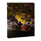 Liminal Days Canvas Print Gallery Image 6