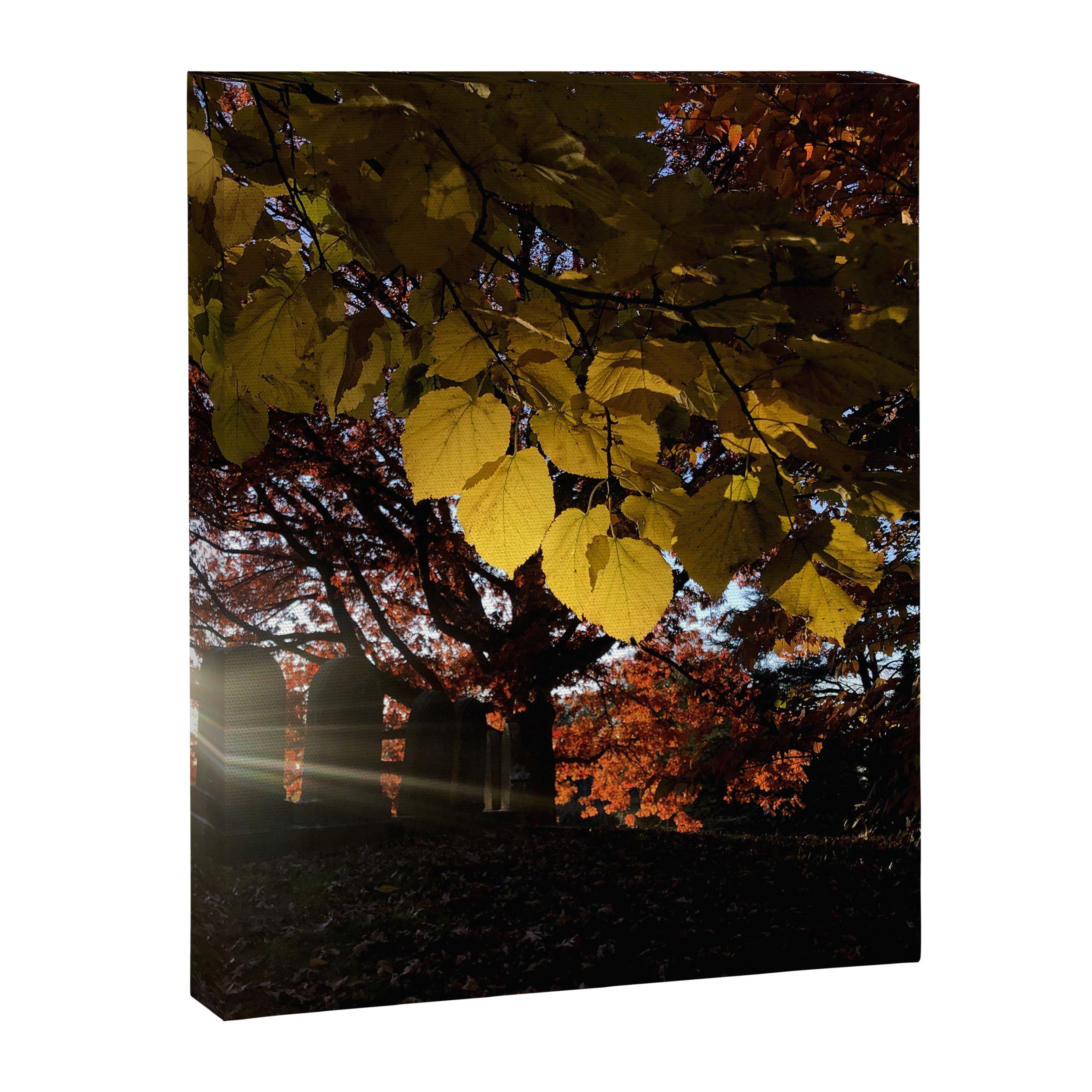 Liminal Days Canvas Print Gallery Image 6