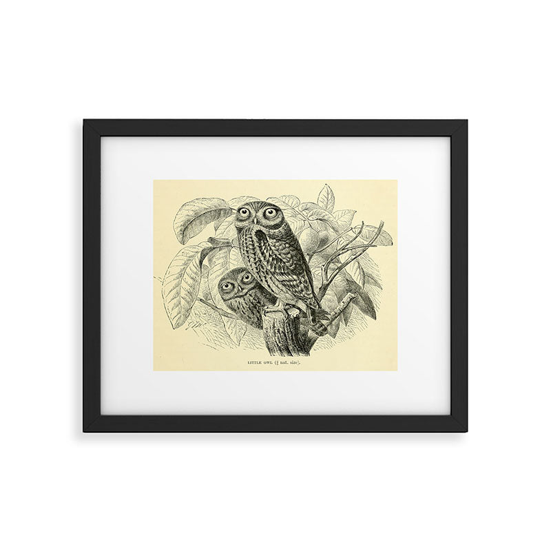 Little owl (1893) Framed Art Print Gallery Image 5