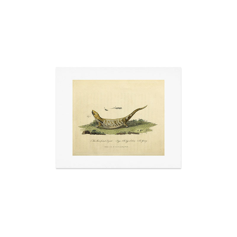 Lizard with egg and young by Sarah Stone, 1790 Art Print Gallery Image 1