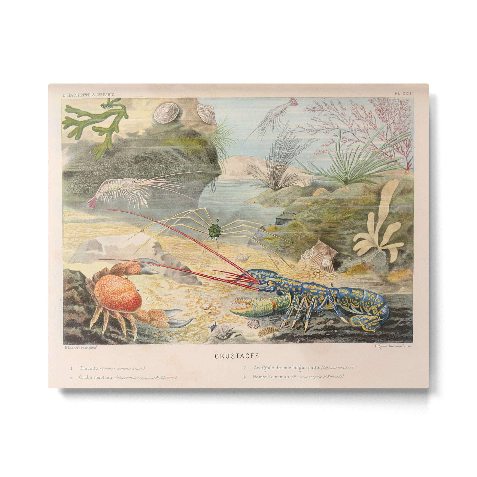 Lobster and crab from "Le Monde de la Mer," 1866 (benefitting The Nature Conservancy) Metal Print Gallery Image 4