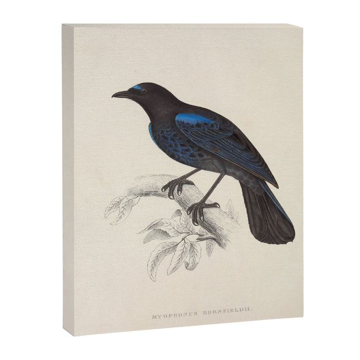 Malabar whistling-thrush by Elizabeth Gould from "A Century of Birds from the Himalaya Mountains" Canvas Print Gallery Image 1