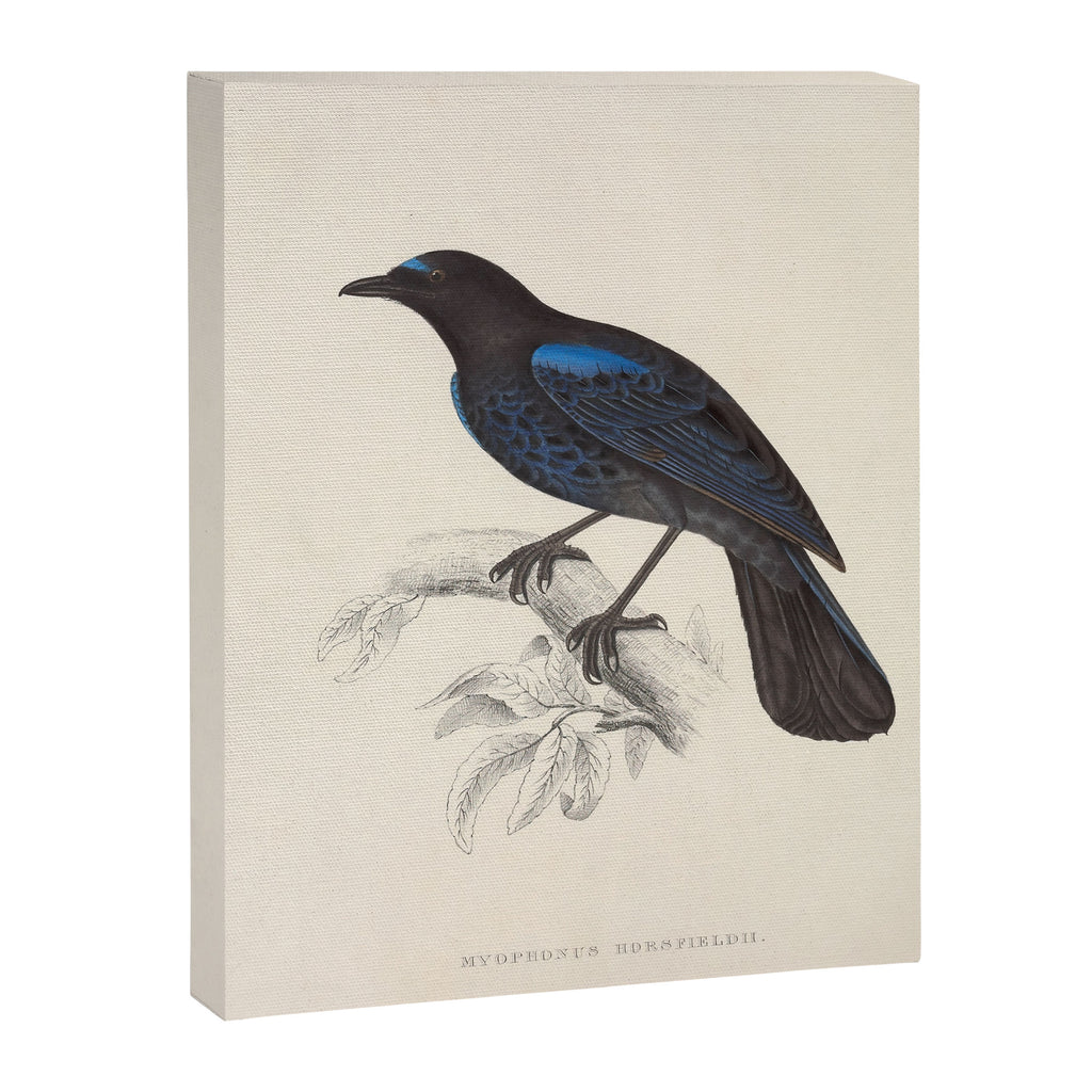 Malabar whistling-thrush by Elizabeth Gould from "A Century of Birds from the Himalaya Mountains" Canvas Print Gallery Image 6