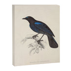 Malabar whistling-thrush by Elizabeth Gould from "A Century of Birds from the Himalaya Mountains" Canvas Print Gallery Image 6