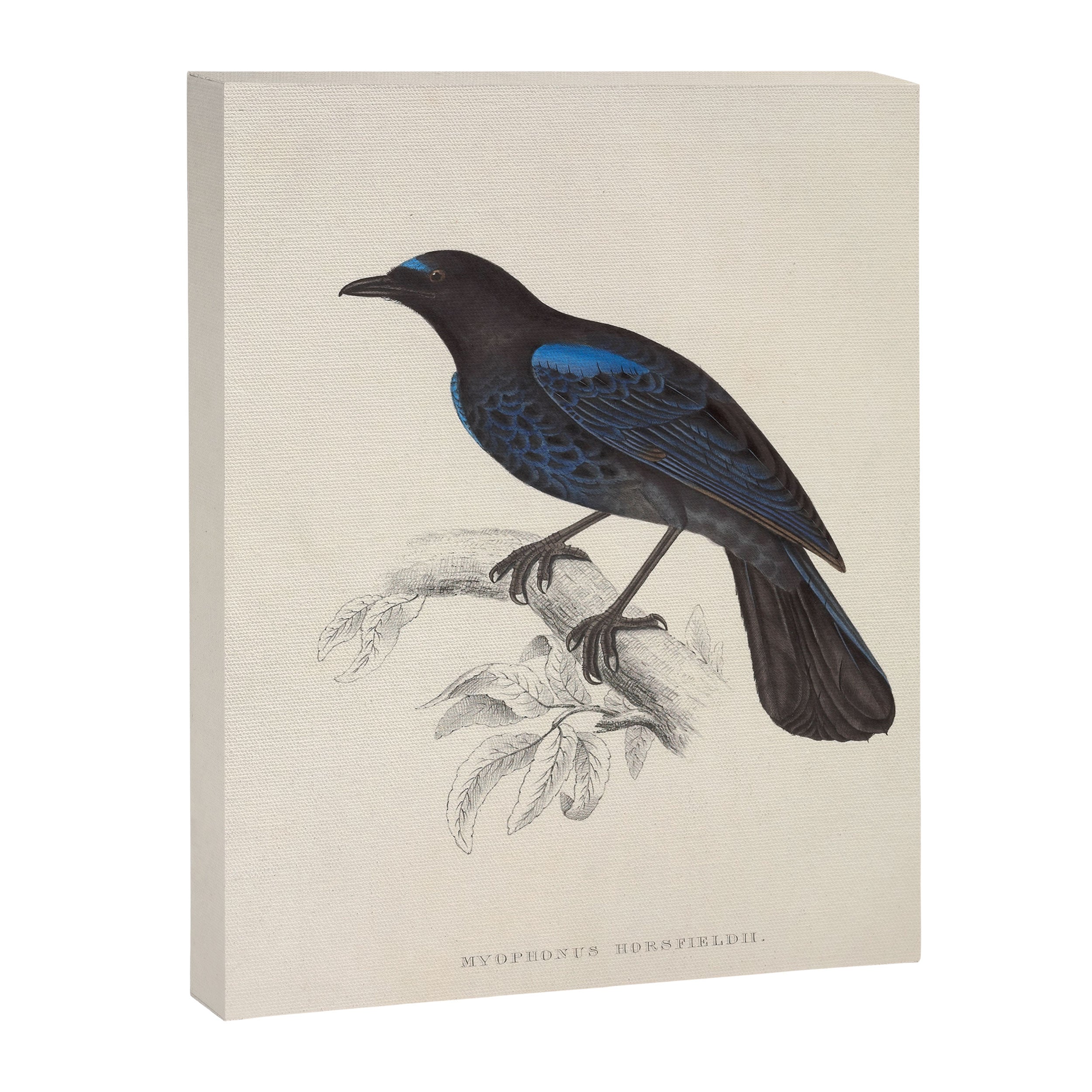 Malabar whistling-thrush by Elizabeth Gould from "A Century of Birds from the Himalaya Mountains" Canvas Print Gallery Image 6