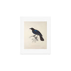 Malabar whistling-thrush by Elizabeth Gould from "A Century of Birds from the Himalaya Mountains" Art Print Gallery Image 1