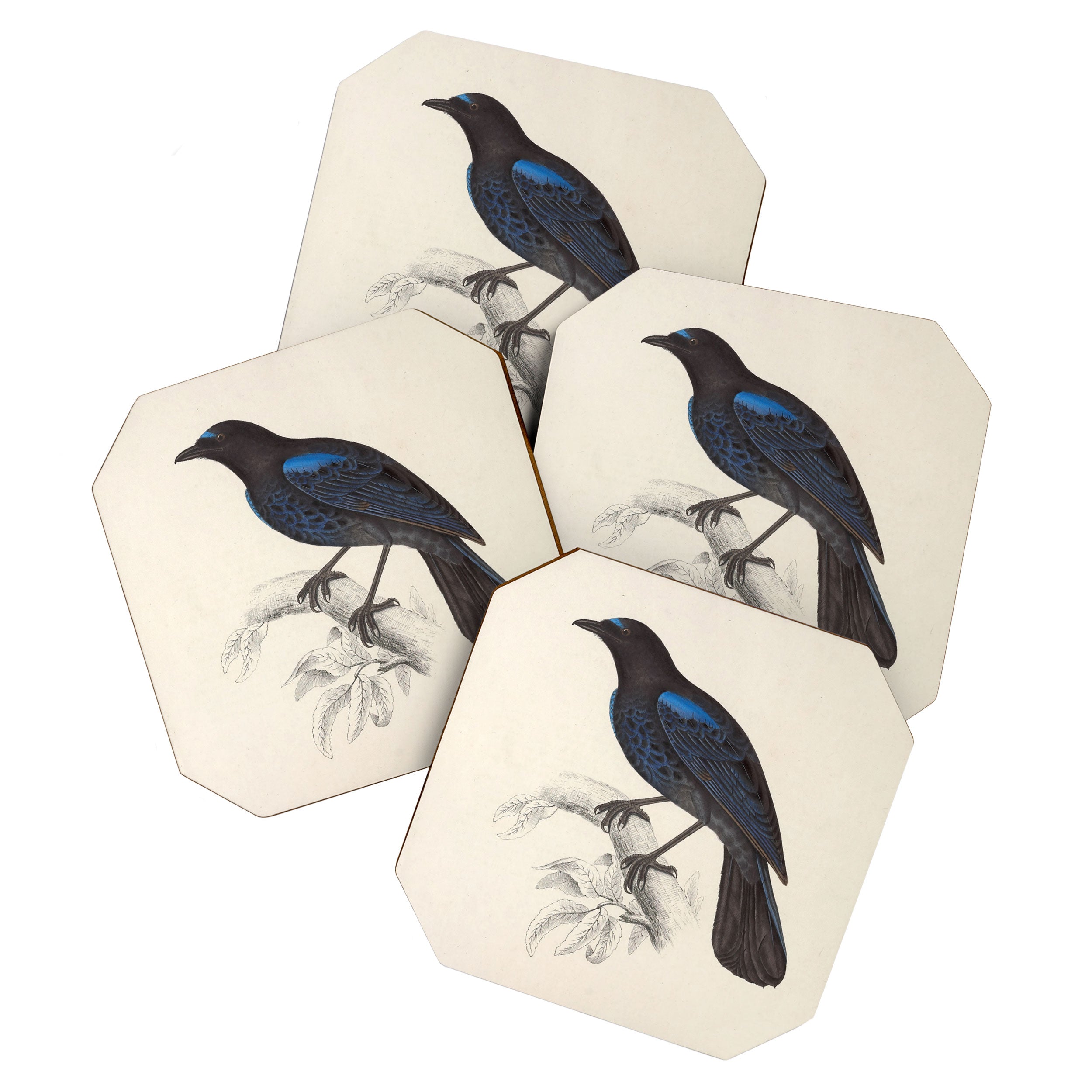 Malabar whistling-thrush by Elizabeth Gould from "A Century of Birds from the Himalaya Mountains" Coaster Gallery Image 1