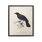 Malabar whistling-thrush by Elizabeth Gould from "A Century of Birds from the Himalaya Mountains" Framed Canvas Print Gallery Image 6