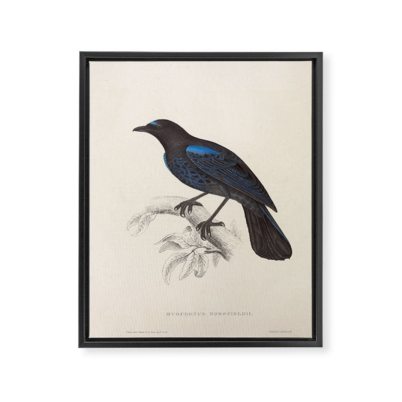 Malabar whistling-thrush by Elizabeth Gould from "A Century of Birds from the Himalaya Mountains" Framed Canvas Print Gallery Image 6