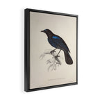 Malabar whistling-thrush by Elizabeth Gould from "A Century of Birds from the Himalaya Mountains" Framed Canvas Print Gallery Image 2
