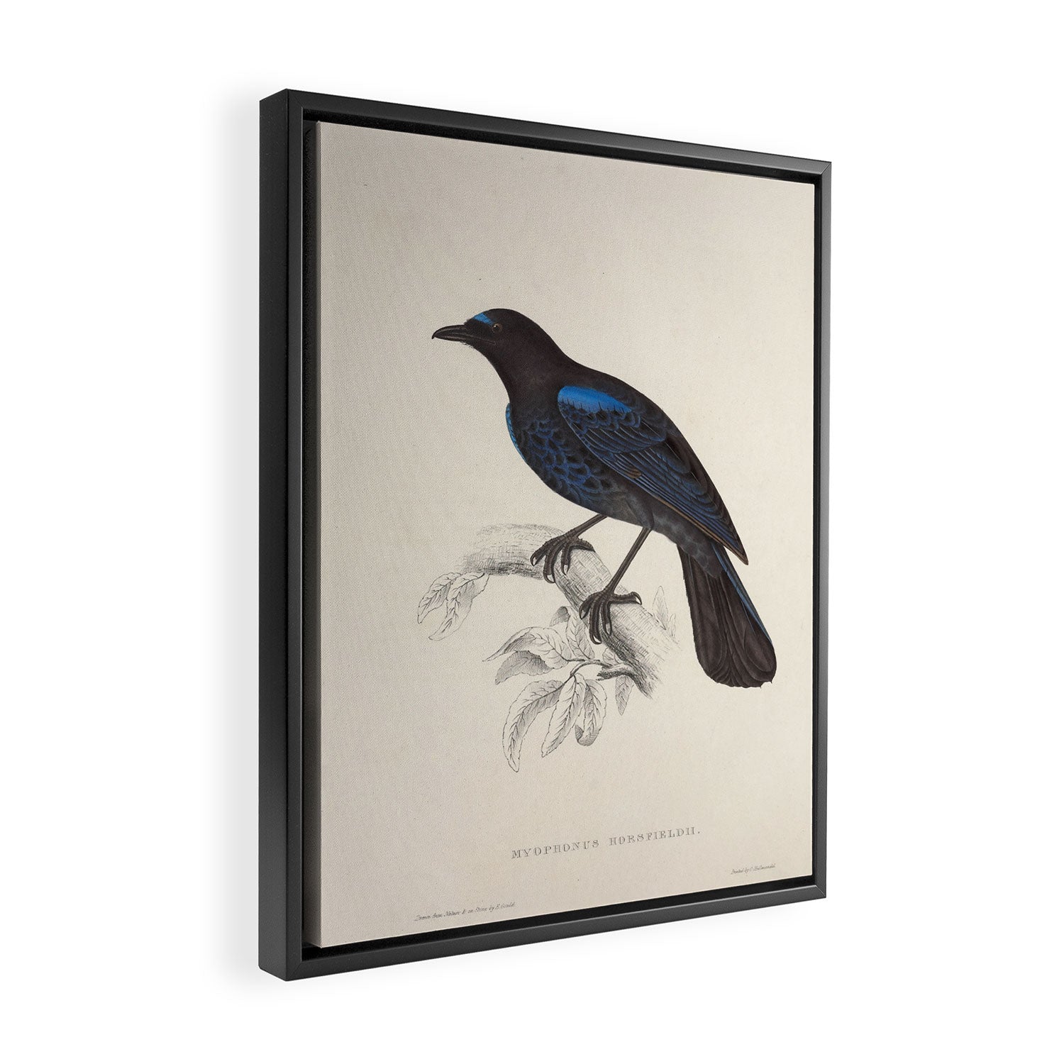 Malabar whistling-thrush by Elizabeth Gould from "A Century of Birds from the Himalaya Mountains" Framed Canvas Print Gallery Image 2