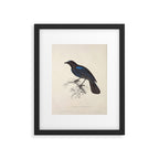 Malabar whistling-thrush by Elizabeth Gould from "A Century of Birds from the Himalaya Mountains" Framed Art Print Gallery Image 5