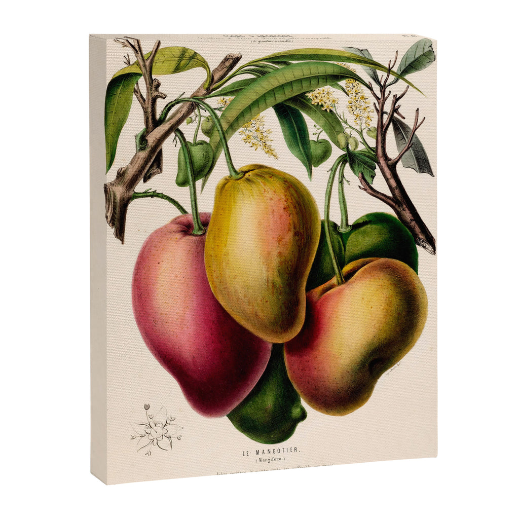Mango from "Flore dâAmÃ©rique" by Ãtienne Denisse, 1840s Canvas Print Gallery Image 6