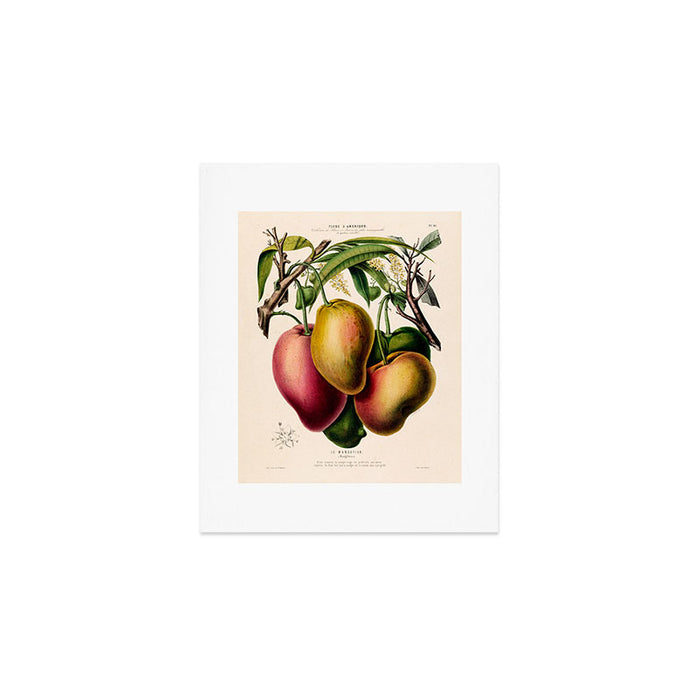 Mango from "Flore dâAmÃ©rique" by Ãtienne Denisse, 1840s Art Print Gallery Image 1