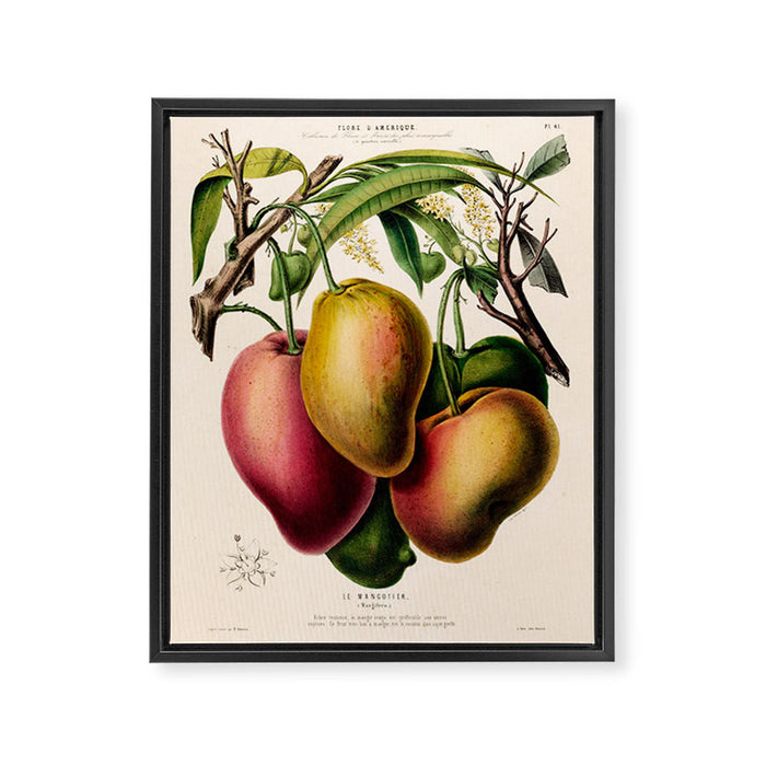 Mango from "Flore dâAmÃ©rique" by Ãtienne Denisse, 1840s Framed Canvas Print Gallery Image 1