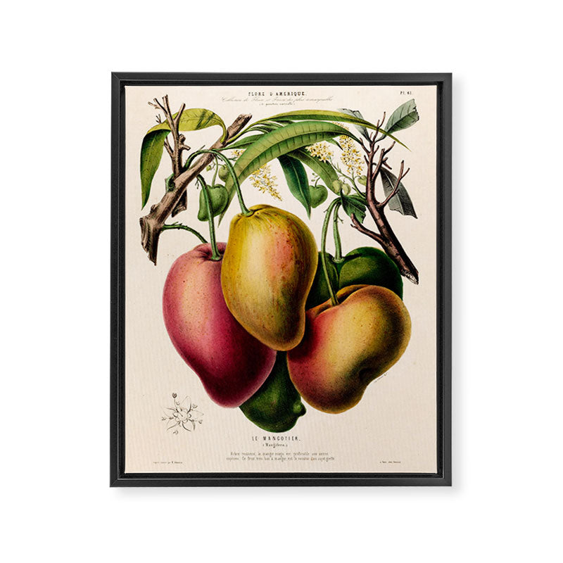 Mango from "Flore dâAmÃ©rique" by Ãtienne Denisse, 1840s Framed Canvas Print Gallery Image 6
