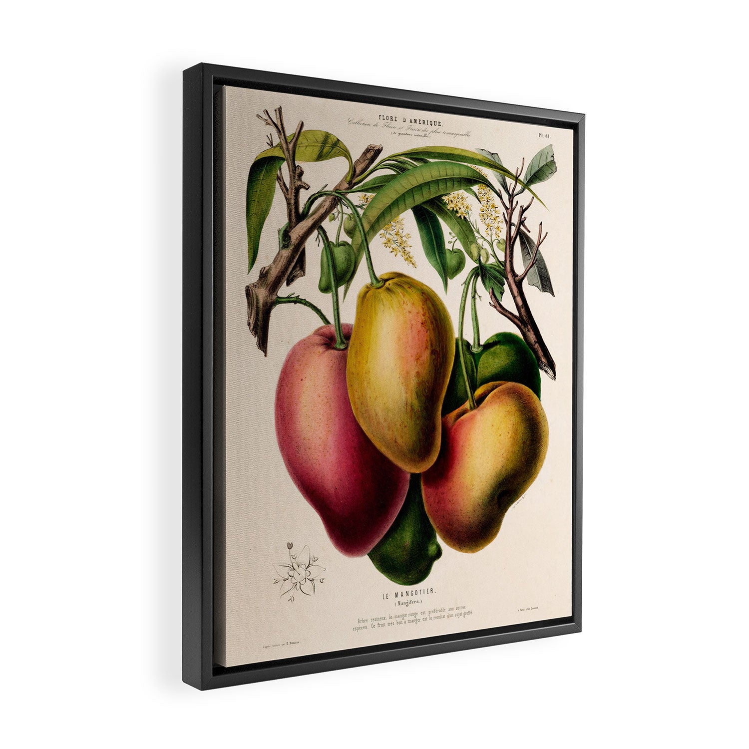 Mango from "Flore dâAmÃ©rique" by Ãtienne Denisse, 1840s Framed Canvas Print Gallery Image 2