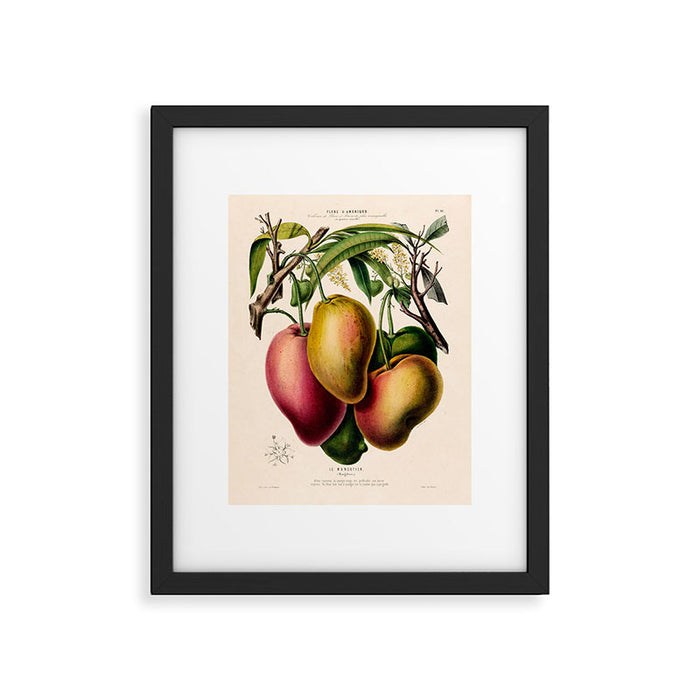Mango from "Flore dâAmÃ©rique" by Ãtienne Denisse, 1840s Framed Art Print Gallery Image 1